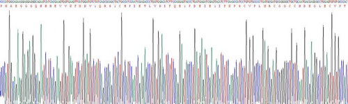 Active Vascular Endothelial Growth Factor 121 (VEGF121)