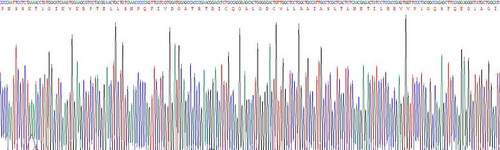 Active Calpain 1 (CAPN1)