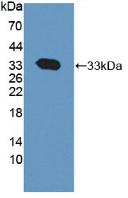 Active Calpain 1 (CAPN1)