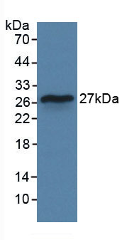 Active Interleukin 29 (IL29)