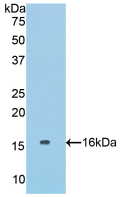 Active Collagen Type VI Alpha 1 (COL6a1)