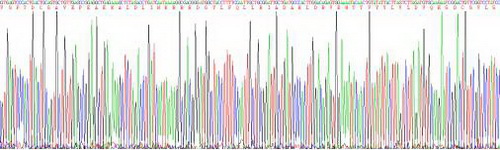 Active Histidine Rich Glycoprotein (HRG)