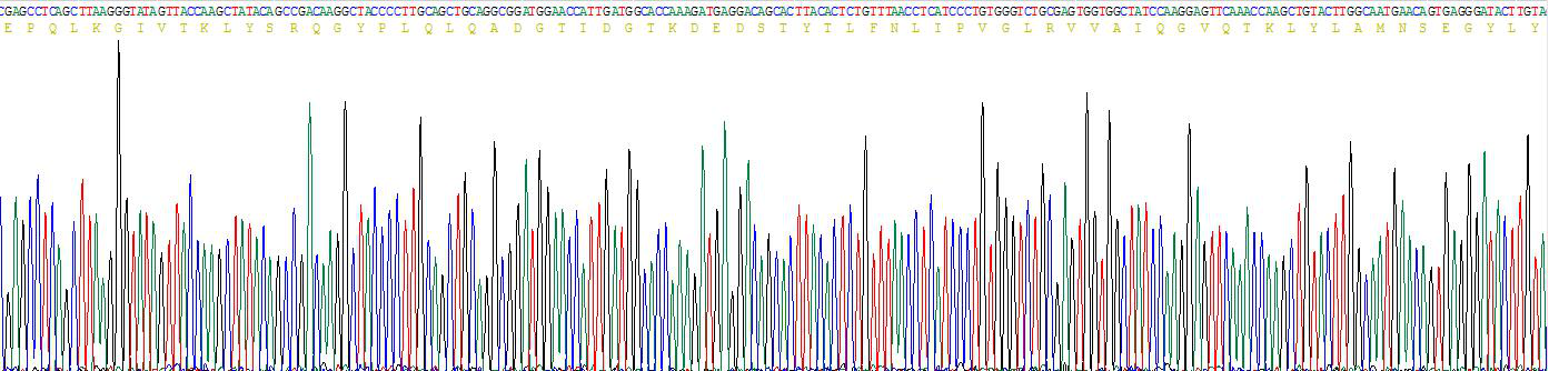 Active Fibroblast Growth Factor 13 (FGF13)