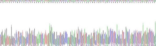 Active Janus Kinase 3 (JAK3)