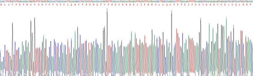 Active Janus Kinase 2 (JAK2)