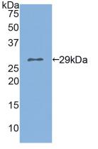 Active Chloride Channel Accessory 1 (CLCA1)