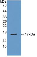 Active Regenerating Islet Derived Protein 3 Beta (REG3b)