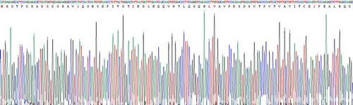 Active Interleukin 1 Family, Member 9 (IL1F9)