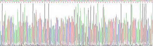 Active Semaphorin 3A (SEMA3A)