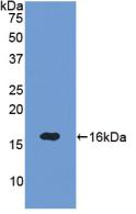 Active Semaphorin 3A (SEMA3A)