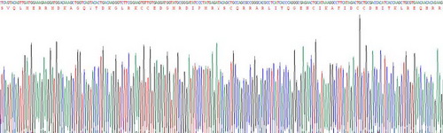 Active Fibronectin Type III Domain Containing Protein 5 (FNDC5)