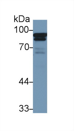 Anti-Calnexin (CNX) Monoclonal Antibody