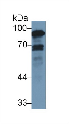 Anti-Calnexin (CNX) Monoclonal Antibody