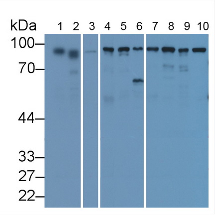 Anti-Calnexin (CNX) Monoclonal Antibody