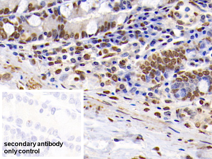 Anti-Histone H3 (H3) Polyclonal Antibody