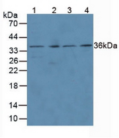 Anti-Proliferating Cell Nuclear Antigen (PCNA) Polyclonal Antibody