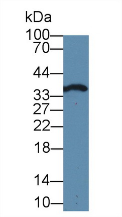 Anti-Proliferating Cell Nuclear Antigen (PCNA) Monoclonal Antibody