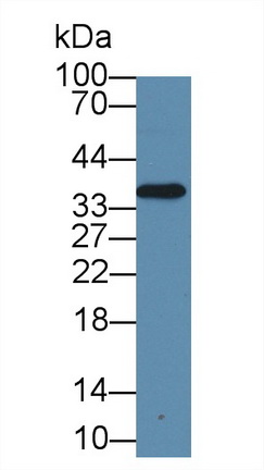 Anti-Proliferating Cell Nuclear Antigen (PCNA) Monoclonal Antibody