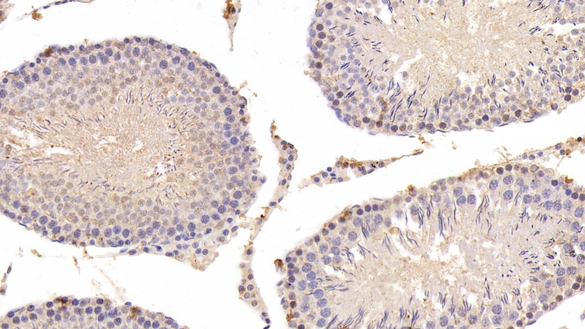 Anti-Proliferating Cell Nuclear Antigen (PCNA) Monoclonal Antibody