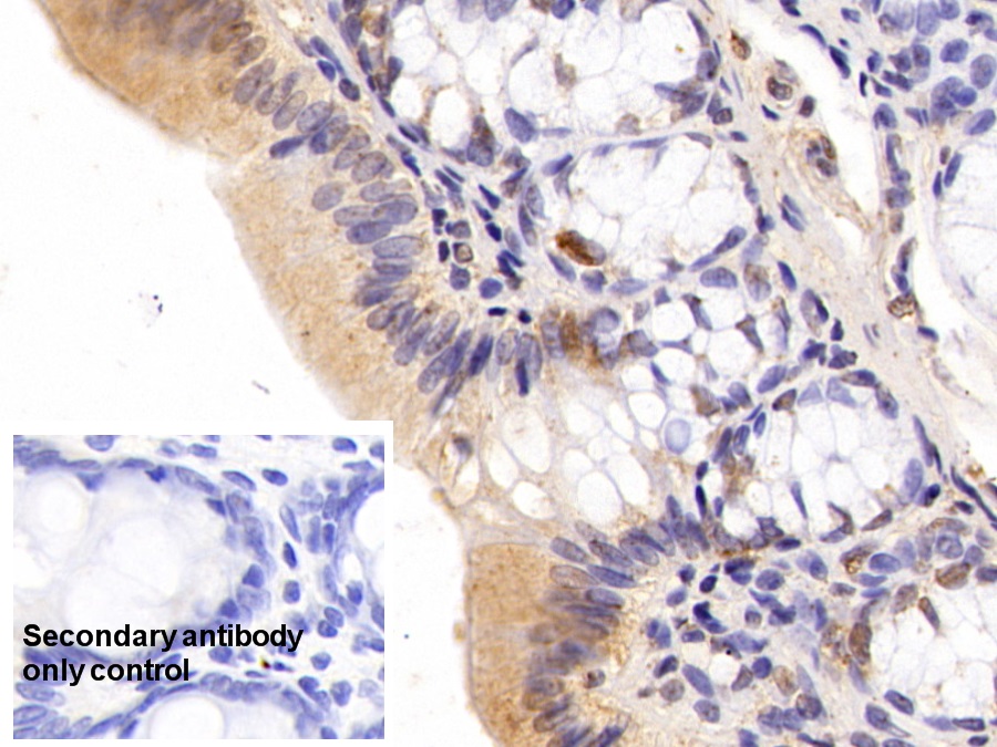 Anti-Proliferating Cell Nuclear Antigen (PCNA) Monoclonal Antibody