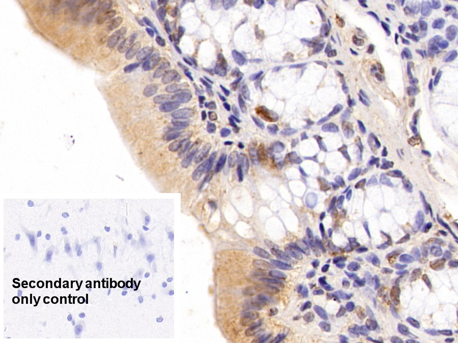 Anti-Proliferating Cell Nuclear Antigen (PCNA) Monoclonal Antibody