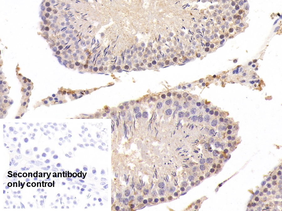 Anti-Proliferating Cell Nuclear Antigen (PCNA) Monoclonal Antibody