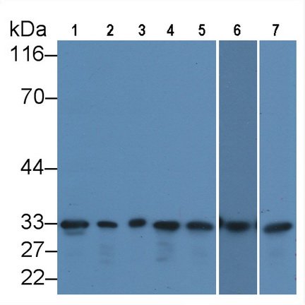 Anti-Proliferating Cell Nuclear Antigen (PCNA) Monoclonal Antibody