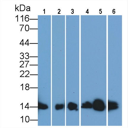 Anti-Cytochrome C (CYCS) Monoclonal Antibody