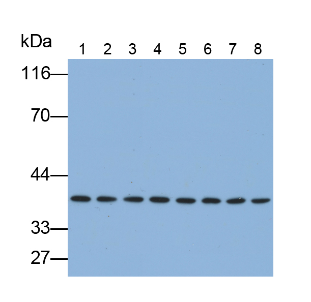 Anti-Extracellular Signal Regulated Kinase 2 (ERK2) Monoclonal Antibody