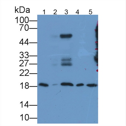 Anti-Cyclophilin A (CYPA) Monoclonal Antibody