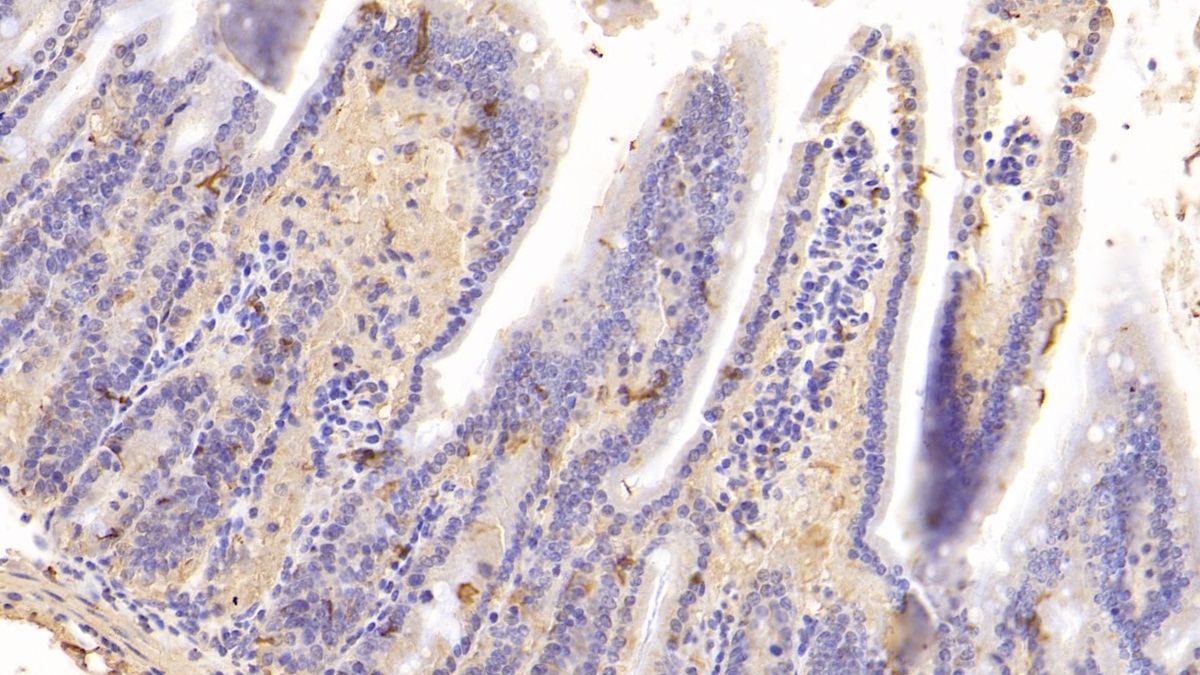 Anti-Cyclophilin A (CYPA) Monoclonal Antibody