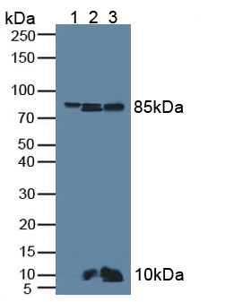 Anti-Beta Catenin (β-catenin) Polyclonal Antibody