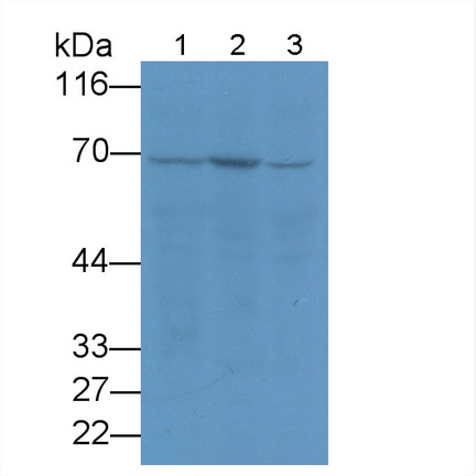 Anti-Heat Shock 70kDa Protein 1A (HSPA1A) Monoclonal Antibody