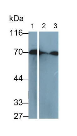 Anti-Heat Shock 70kDa Protein 1A (HSPA1A) Monoclonal Antibody