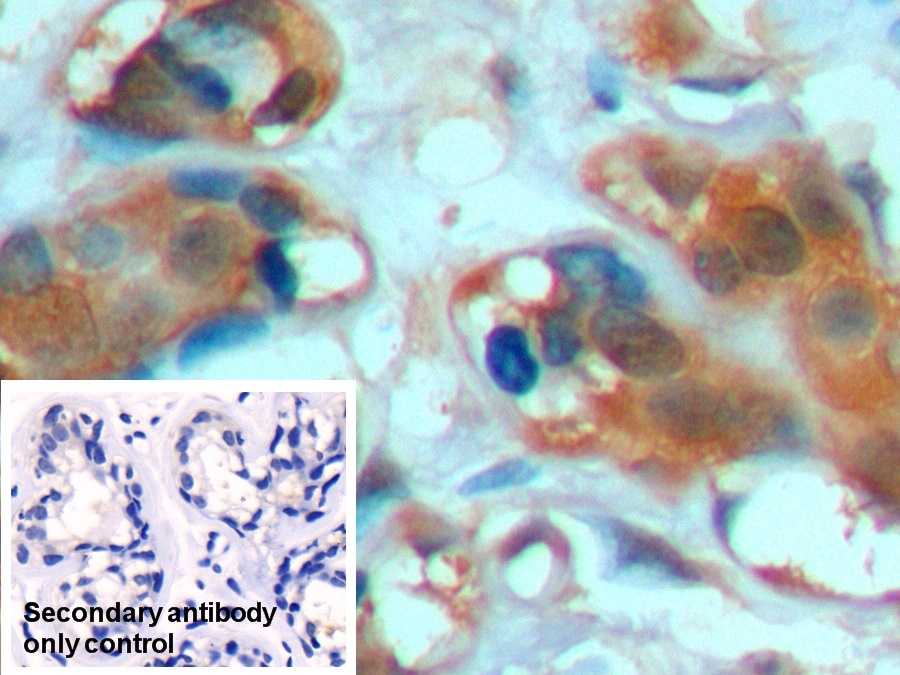 Anti-Heat Shock 70kDa Protein 1A (HSPA1A) Monoclonal Antibody