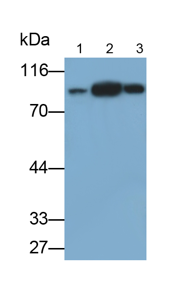 Anti-Transferrin Receptor (TFR) Monoclonal Antibody