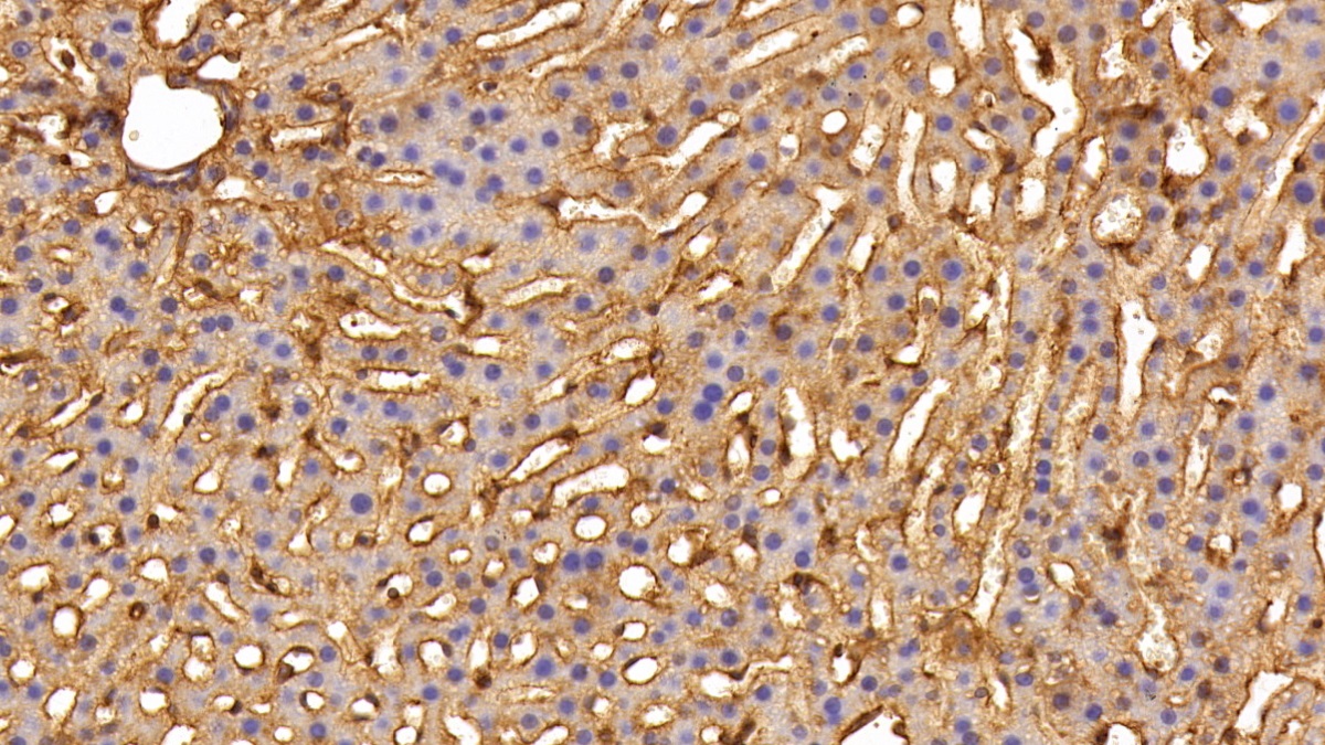 Anti-Beta Actin (ACTB) Polyclonal Antibody