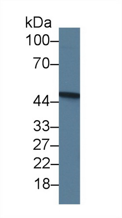 Anti-Beta Actin (ACTB) Monoclonal Antibody