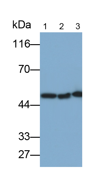 Anti-Beta Actin (ACTB) Polyclonal Antibody