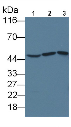 Anti-Beta Actin (ACTB) Monoclonal Antibody