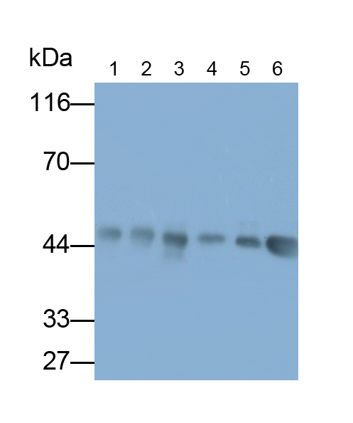 Anti-Actin Alpha 2, Smooth Muscle (ACTa2) Polyclonal Antibody