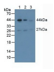 Anti-Actin Alpha 2, Smooth Muscle (ACTa2) Polyclonal Antibody