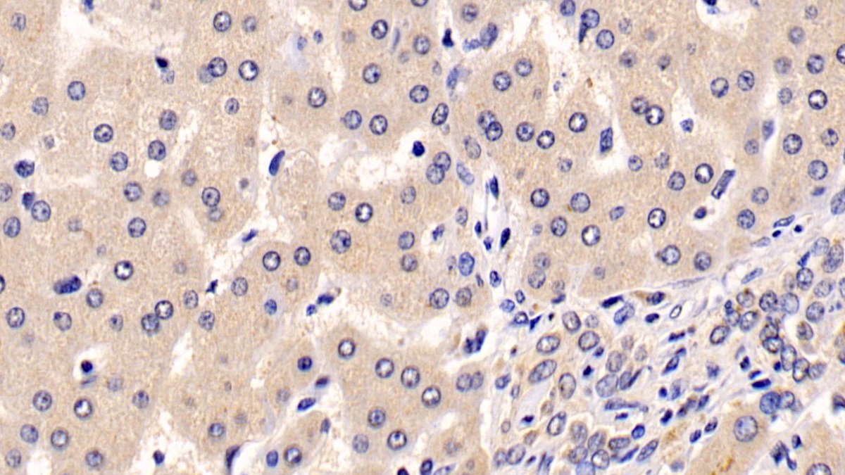 Anti-Extracellular Signal Regulated Kinase 1 (ERK1) Monoclonal Antibody