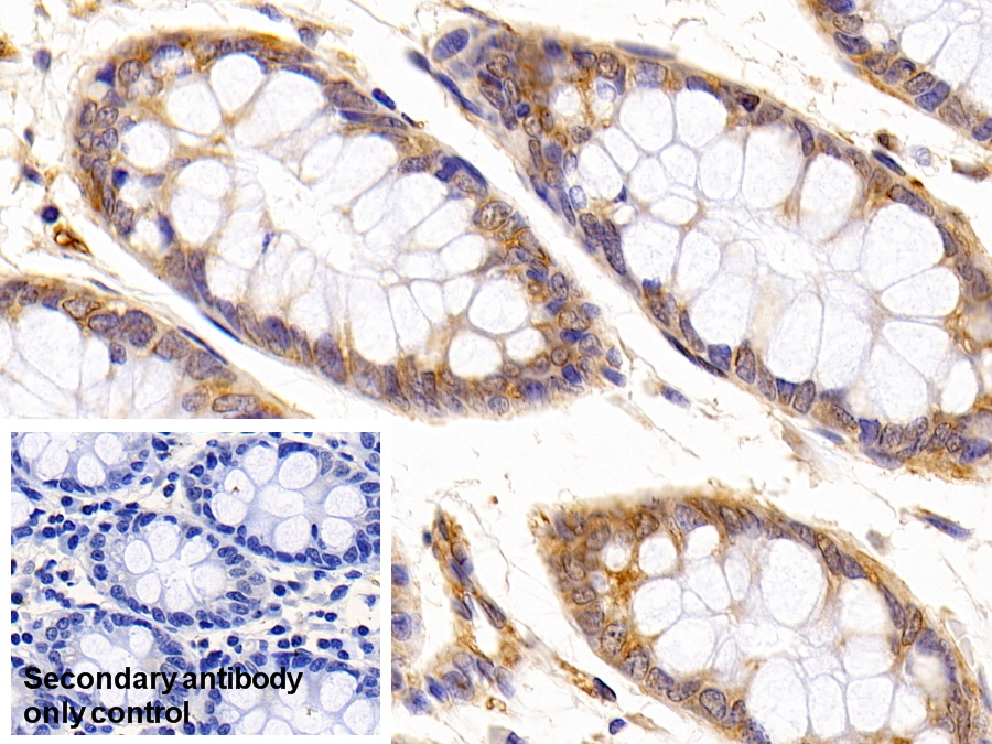 Anti-Tubulin Beta (TUBb) Monoclonal Antibody