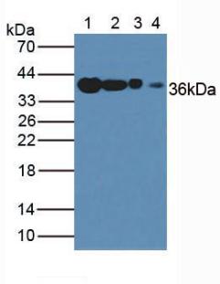 Anti-Glyceraldehyde-3-Phosphate Dehydrogenase (GAPDH) Polyclonal Antibody