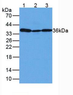 Anti-Glyceraldehyde-3-Phosphate Dehydrogenase (GAPDH) Polyclonal Antibody