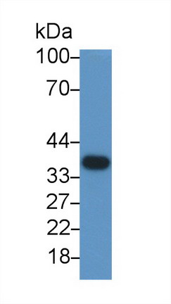 Anti-Glyceraldehyde-3-Phosphate Dehydrogenase (GAPDH) Monoclonal Antibody