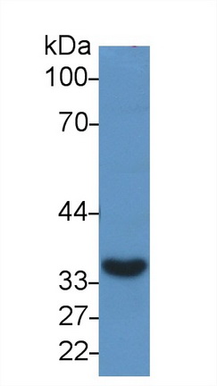 Anti-Glyceraldehyde-3-Phosphate Dehydrogenase (GAPDH) Monoclonal Antibody