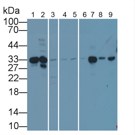 Anti-Glyceraldehyde-3-Phosphate Dehydrogenase (GAPDH) Monoclonal Antibody