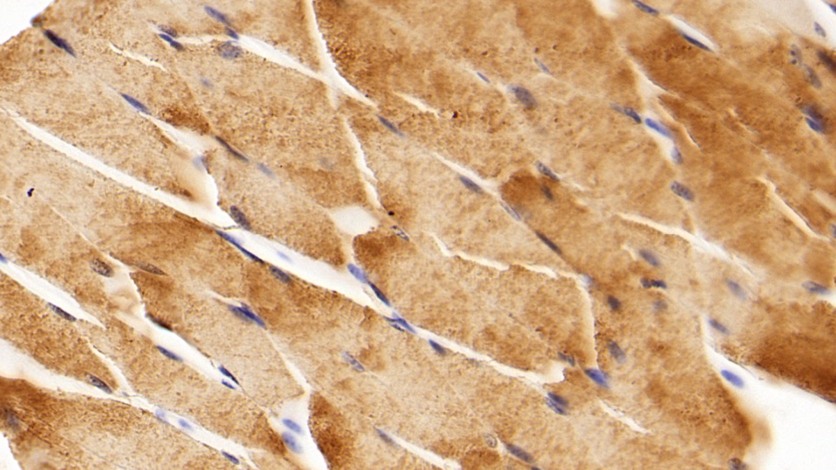 Anti-Glyceraldehyde-3-Phosphate Dehydrogenase (GAPDH) Monoclonal Antibody